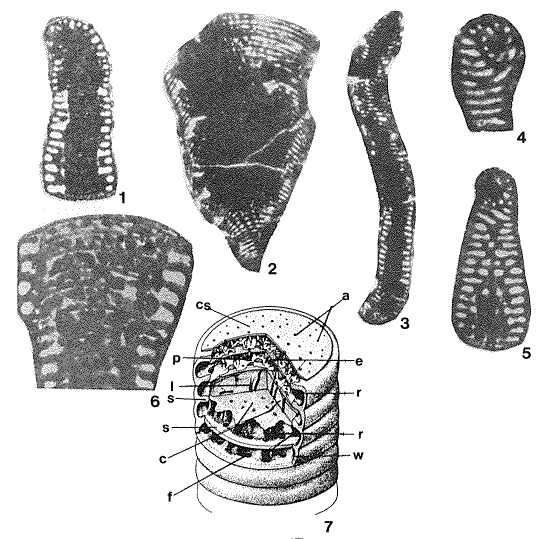 Satorina apuliensis Fourcade & Chorowicz, 1980