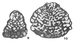 Coleiconus elongatus (Cole, 1942)