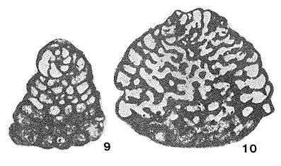 Coleiconus elongatus (Cole, 1942) Coleiconus elongatus (Cole, 1942)