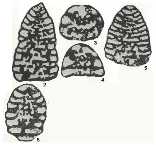 Coskinolina (Coskinon) rajkae Hottinger & Drobne, 1980