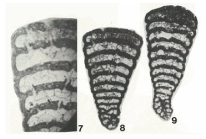 Pseudolituonella reicheli Marie, 1954
