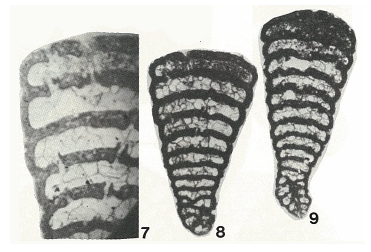 Pseudolituonella reicheli Marie, 1954 Pseudolituonella reicheli Marie, 1954