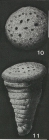 Pseudolituonella reicheli Marie, 1954