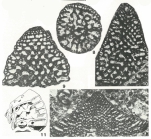 Calveziconus lecalvezae Caus & Cornella, 1982