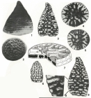 Orbitolinopsis neoelongata Cherchi & Schroeder, 1978