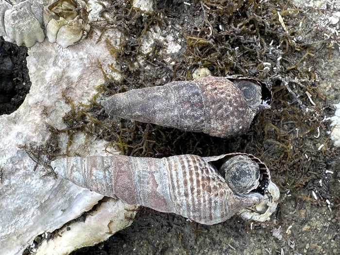 Batillaria attramentaria Batillaria attramentaria