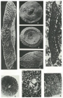 Pseudorbitolina marthae Douvillé, 1910