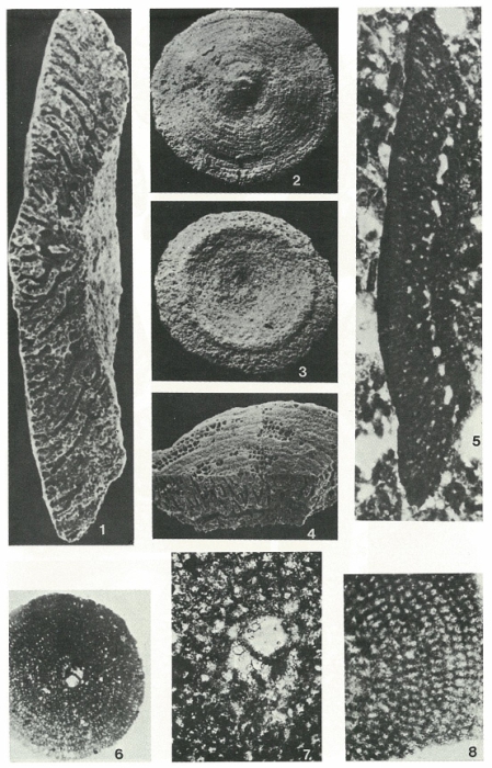 Pseudorbitolina marthae Douvillé, 1910