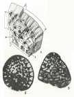 Daviesiconus balsilliei (Davies, 1930)