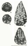 Coskinolinoides jamaicensis Cole, 1956