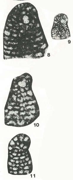 Coskinolina (Meyendorffina) minoricensis Bourrouilh & Moullade, 1963