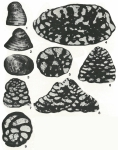 Falsurgonina pileola Arnaud-Vanneau & Argot, 1973