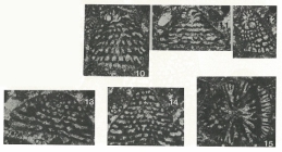 Heterocoskinolina ruskei Saint-Marc, 1978