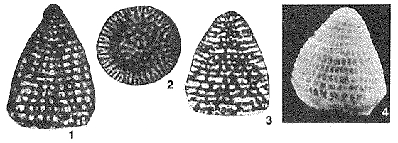Coskinolina sunnilandensis Maync, 1955 Coskinolina sunnilandensis Maync, 1955
