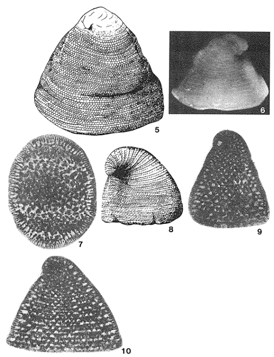 Dictyoconus cuvillieri Foury, 1963