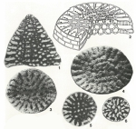Orbitolinopsis kiliani Henson, 1948