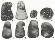 Urgonina protuberans Foury & Moullade, 1966