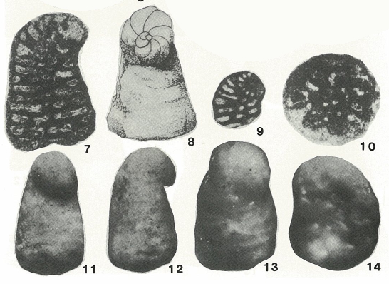 Urgonina protuberans Foury & Moullade, 1966 Urgonina protuberans Foury & Moullade, 1966
