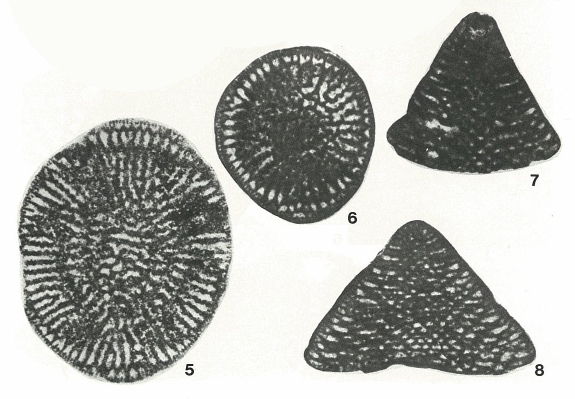 Eygalierina turbinata Foury, 1968