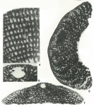 Dictyorbitolina ichnusae Cherchi & Schroeder, 1975