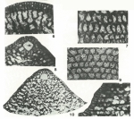 Conicorbitolina conica (d'Archiac, 1837)