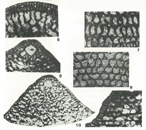 Conicorbitolina conica (d'Archiac, 1837) Conicorbitolina conica (d'Archiac, 1837)