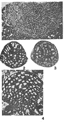 Neoiraqia convexa Danilova, 1963 Neoiraqia convexa Danilova, 1963