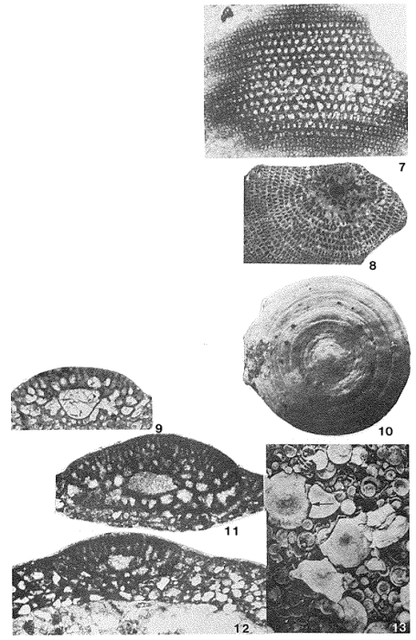 Orbitolina concava (Lamarck, 1816) Orbitolina concava (Lamarck, 1816)