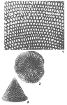 Neorbitolinopsis conulus (Douvillé, 1912)