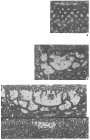 Palorbitolinoides Cherchi & Schroeder, 1980