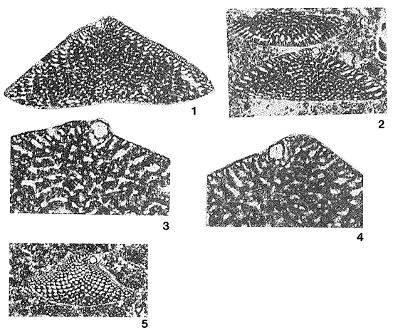 Praeorbitolina cormyi Schroeder, 1964