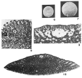 Chromista - Foraminifera (foraminifers)