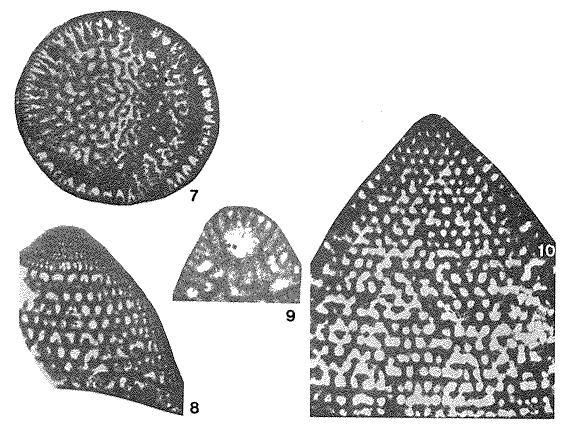 Rectodictyoconus giganteus Schroeder, 1964