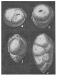 Arenodosaria antipodum (Stache, 1864)