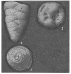 Marssonella oxycona (Reuss, 1860)