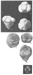 Tetraminouxia gibbosa Gendrot, 1963