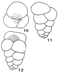 Minouxia gumbelitrioides Marie, 1954