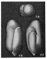 Chromista - Foraminifera (foraminifers)