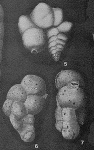 Rudigaudryina inepta Cushman & McCulloch, 1939