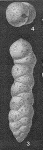 Haeuslerella pukeuriensis Parr, 1936