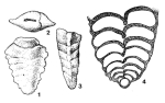 Paravulvulina serrata (Reuss, 1867)