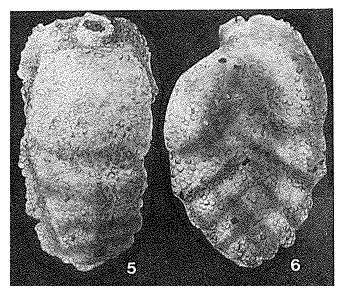 Siphotextularia wairoana Finlay, 1939