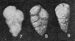 Siphotextularia obesa Parr, 1950