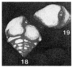 Siphotextularia flintii var. pacifica LeRoy, 1964
