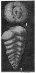 Olssonina cribrosa Bermúdez, 1949