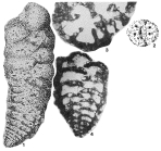 Colomita irregularis (Seguenza, 1880)