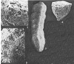 Clavulinopsis hofkeri Banner & Desai, 1985