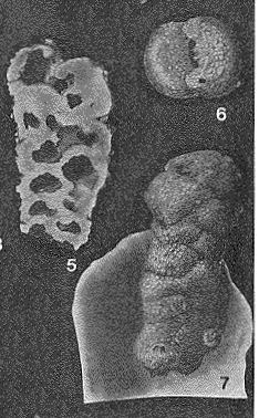 Textularioides inflata Cushman, 1911