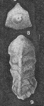 Clavulinoides trilatera (Cushman, 1926)