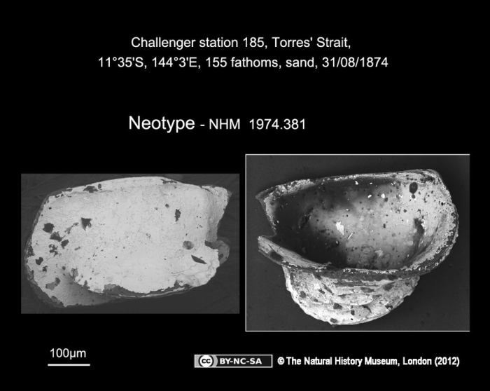  Bythocythere velifera  Brandy, 1880 - Neotype